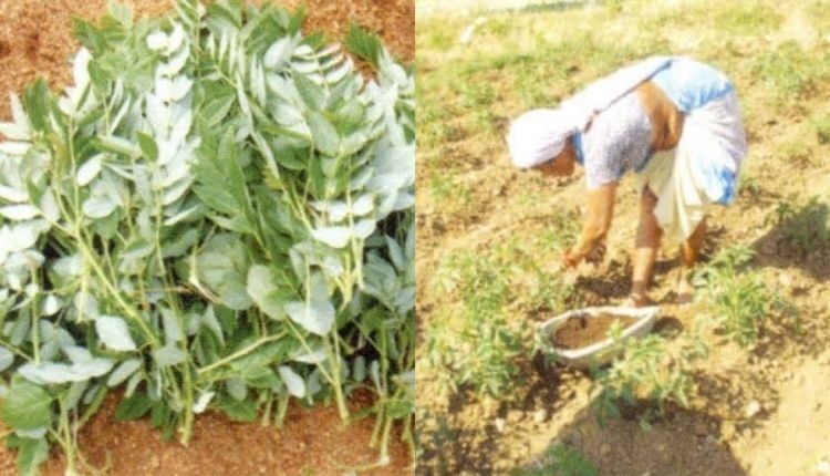 GliricidiaClimate change: Agriculture is central to Indian identity