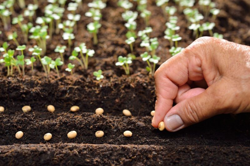 Climate-friendly Seeds: Climate-friendly seeds are a new era for Indian farmers 