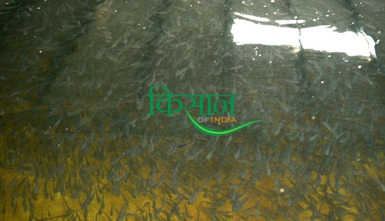 fish farming business