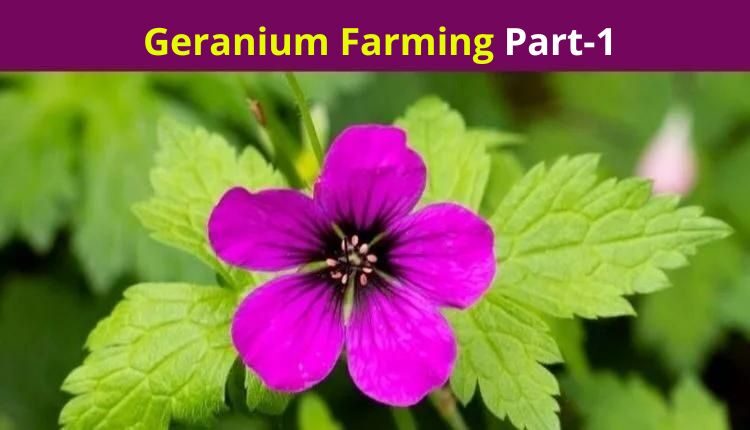 Geranium Cultivation