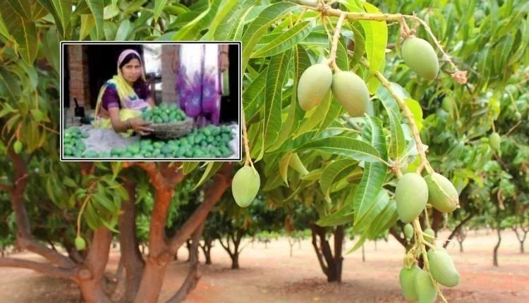 Mango Blossom Blight disease can reduce mango production, prevent it like this