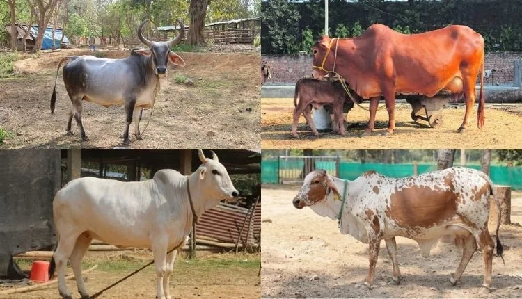 Desi Cow Breeds: