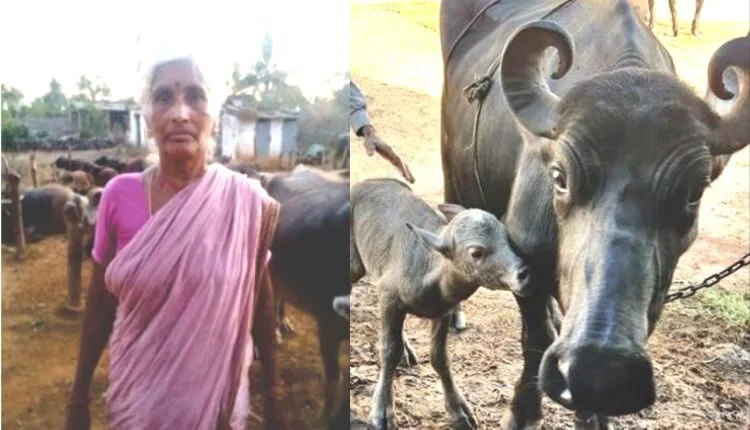 artificial insemination