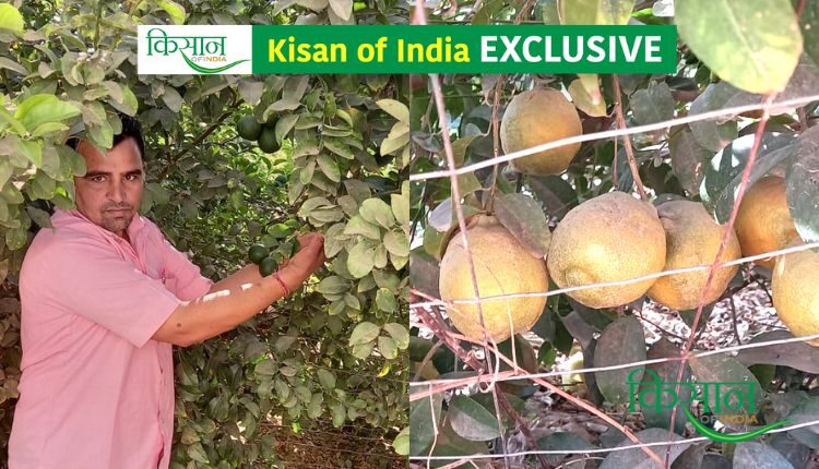 New variety of lemon
