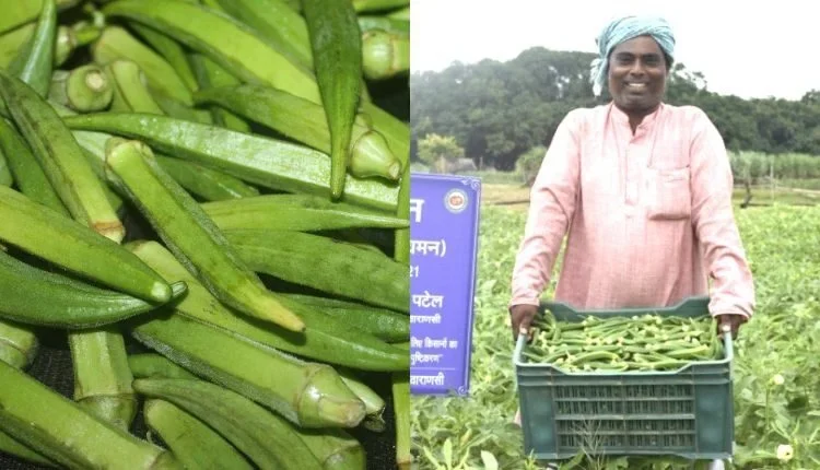 Okra Farming