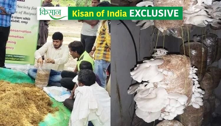 mushroom cultivation