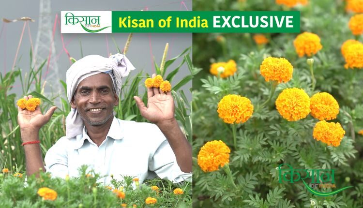 marigold flower cultivation