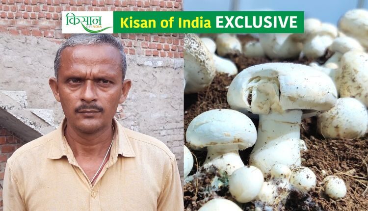 mushroom cultivation