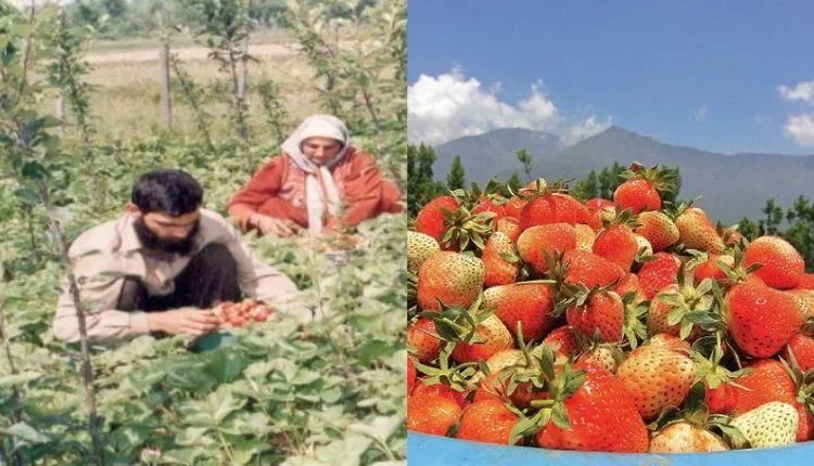 Horticulture Mission
