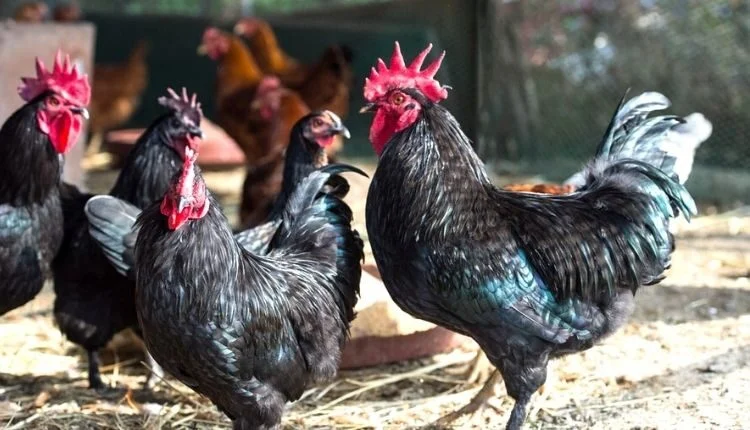Kadaknath poultry farming