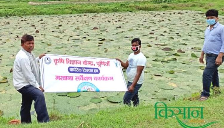Makhana farming