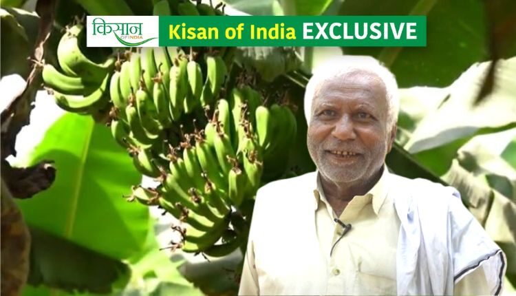 Banana cultivation
