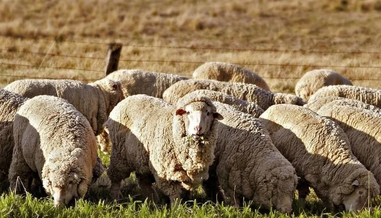 Gerol breed: This tribal woman farmer became an example by adopting scientific techniques of sheep rearing