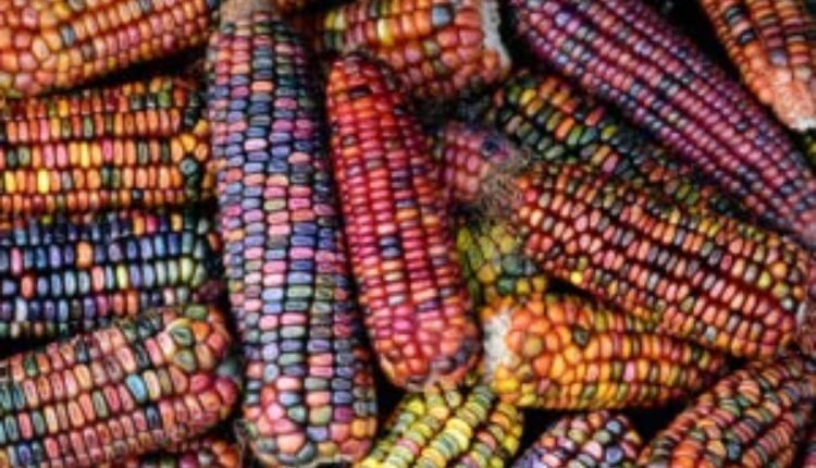 Coloured Corn