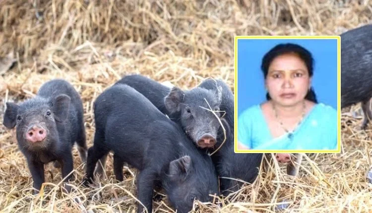 Pig farming