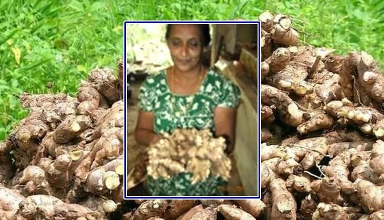 Ginger Cultivation