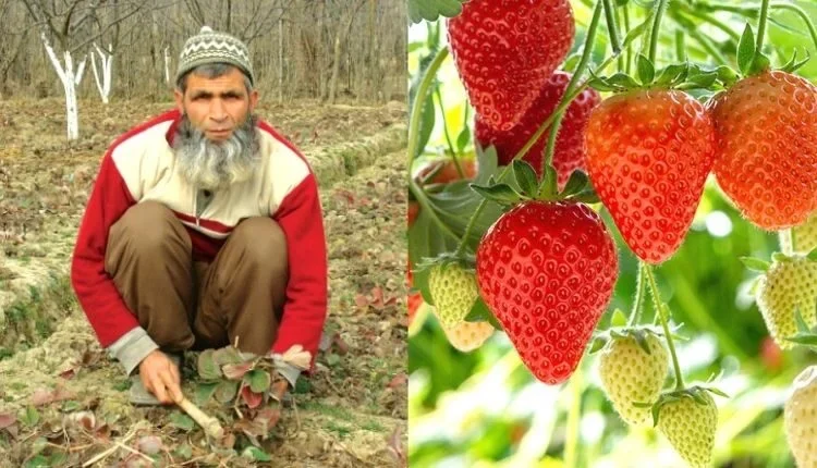 Strawberry Farming