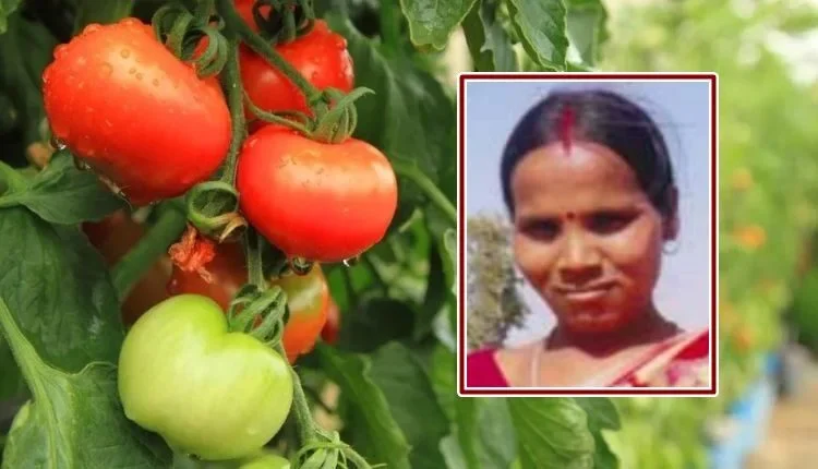 Tomato Cultivation