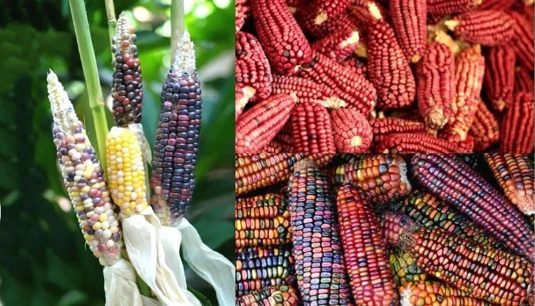 Coloured Corn