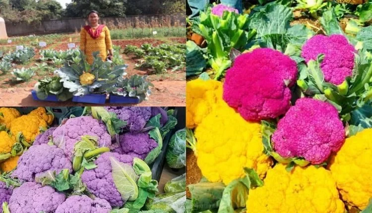 colourful cauliflower