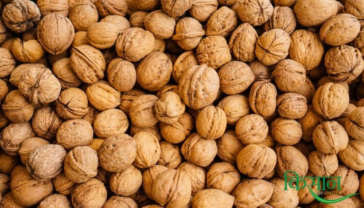 Walnut production of Kashmir
