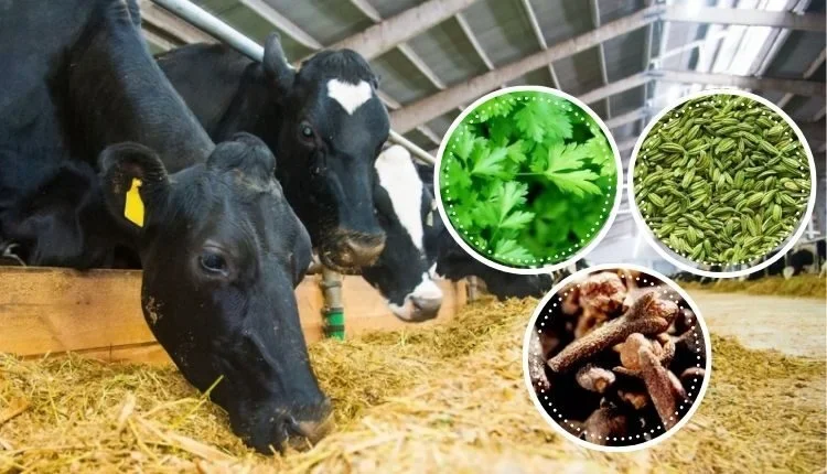 Jagdeep Singh leaves police job, starts dairy business