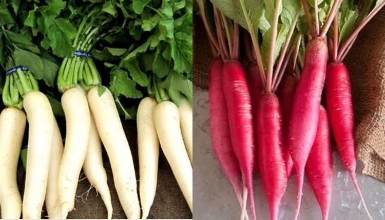 Radish Farming : Choose these improved varieties to earn more profit