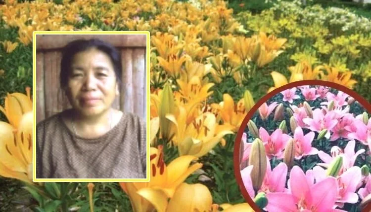 Lilium Cultivation