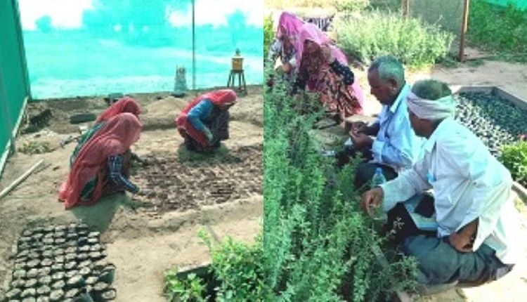 Plant Nursery : This nursery of Rajasthan solved many problems of farmers simultaneously, model nursery for other villages