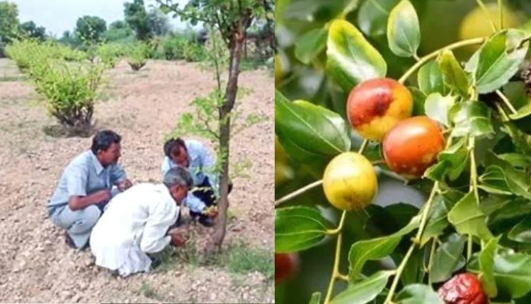 Plum Farming: Uttarakhand farmer Neeraj Nagpal earning good money from improved varieties of plums
