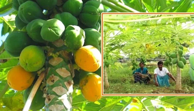 Papaya Cultivation