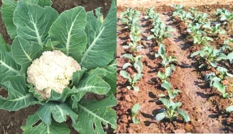 Paired Row System : Best method for cauliflower cultivation, good yield and better profit
