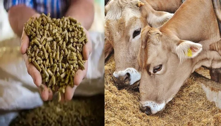 Dairy Farming : If you want to increase milk production, then feed the animals 'Harit Dhara’