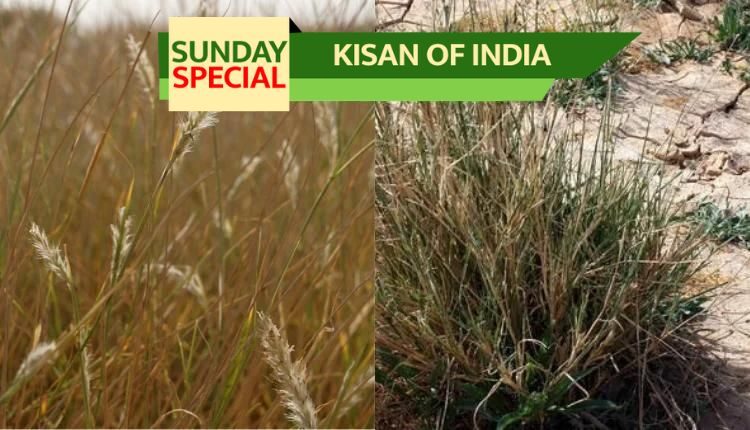 Sewan Grass: Excellent for milch animals and livestock farmers