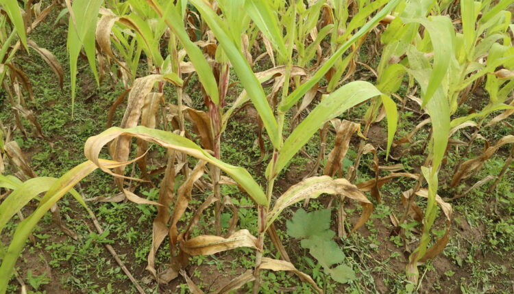 nitrogen management