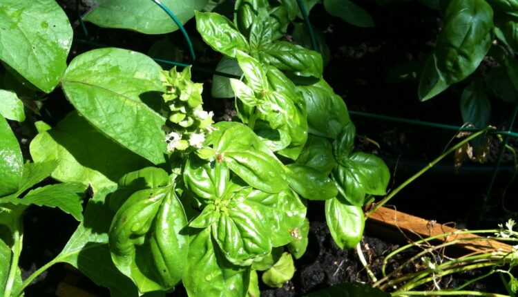 Patenting of genome editing puts the world's nutrition at risk