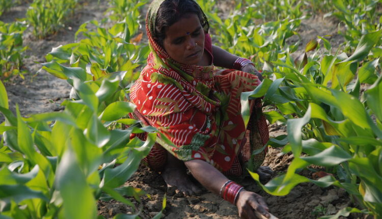 Climate change adaptation measures and promotion of sustainable agriculture in India