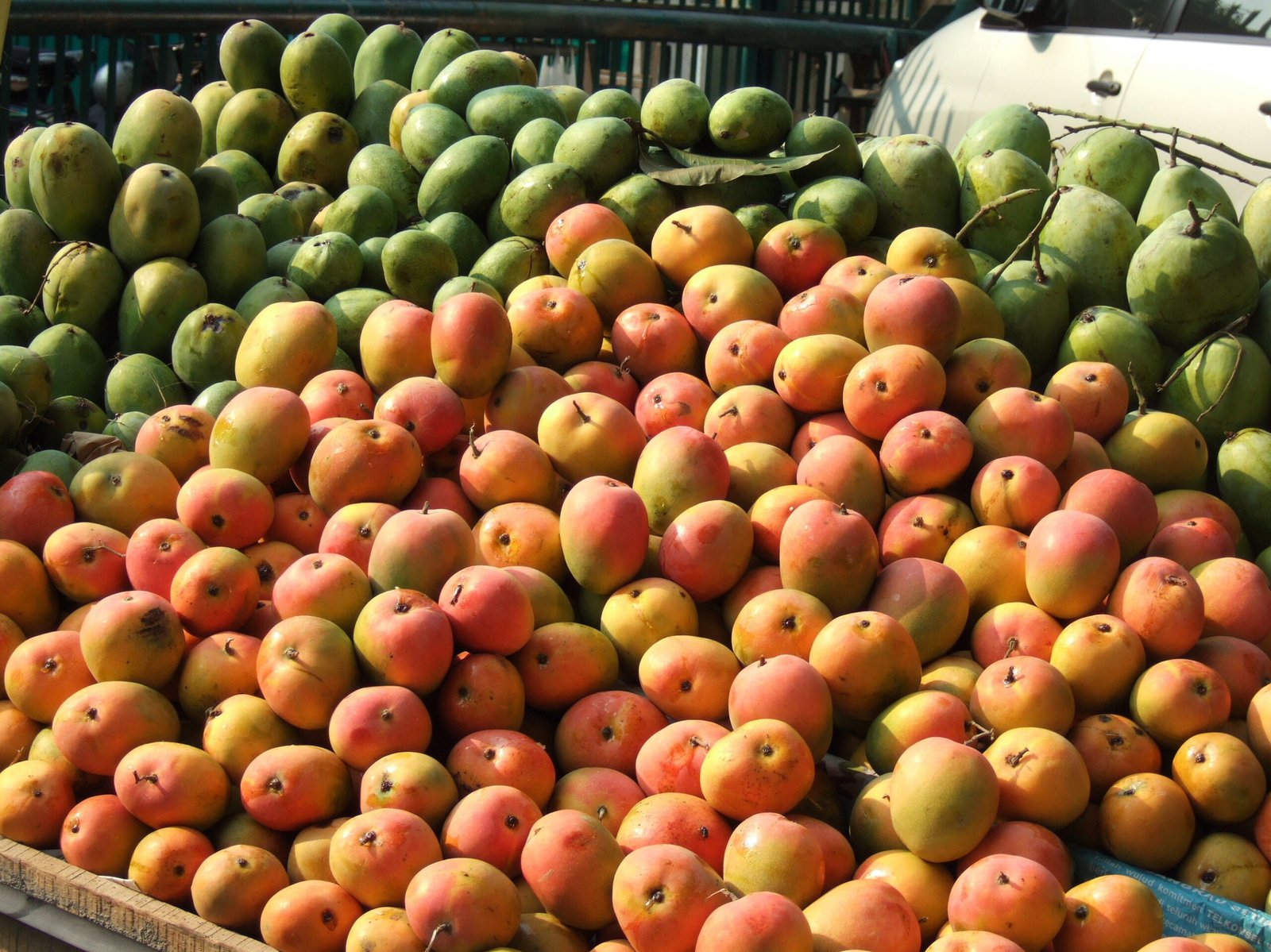 Climate change affects mango production in India