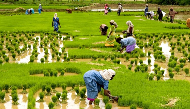 Master Disease & Pest Control for Better Paddy Yields!