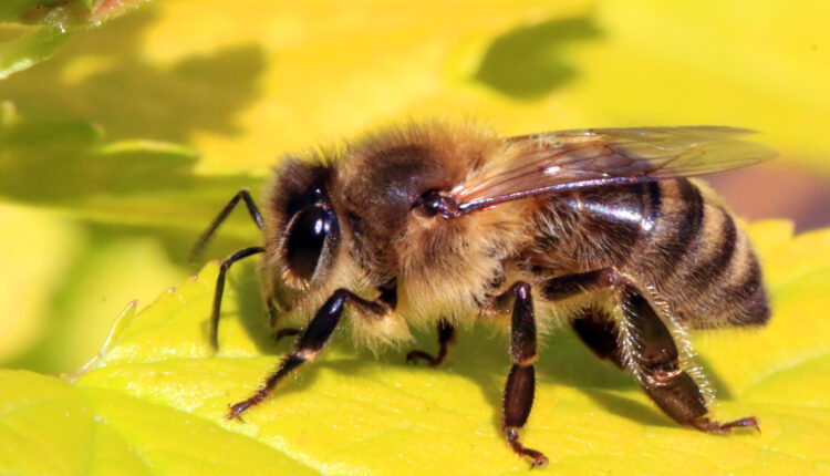 Honeybee lifespan half what it was 50 years ago