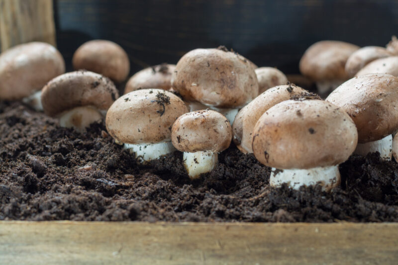 Kuldeep Bisht: Towards employment and self-reliance through mushroom production and food processing