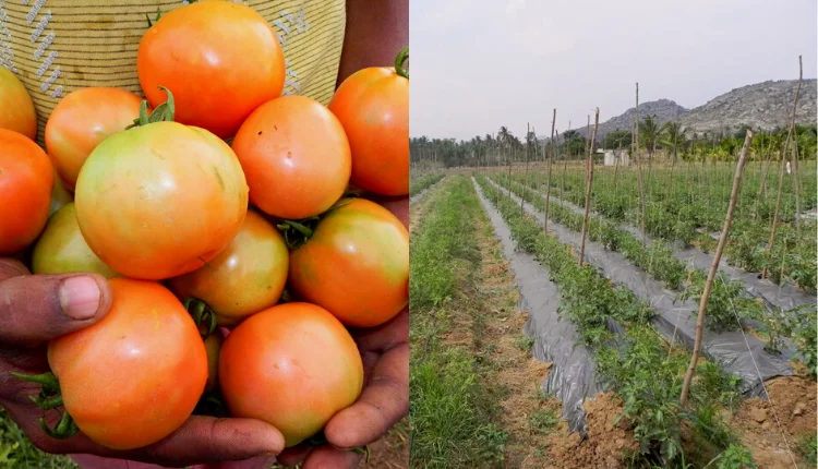 Advanced variety of tomato by plastic mulching technique