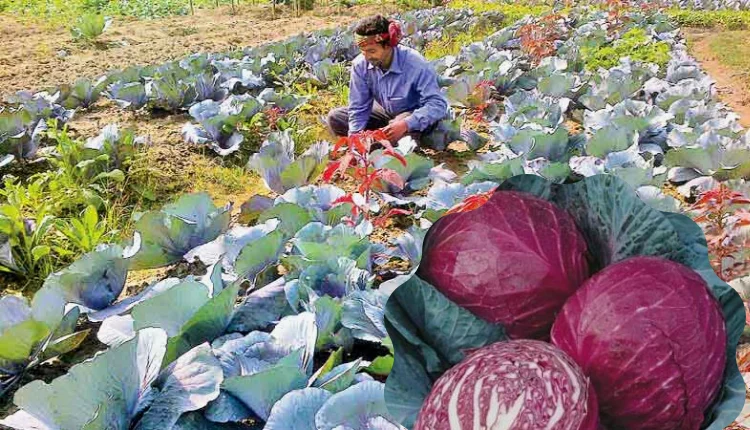 Red Cabbage Farming is profitable as compared to Green cabbage