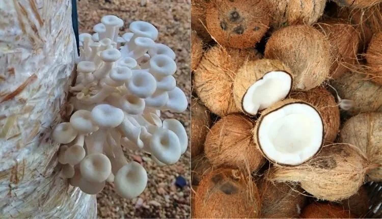 Oyster Mushroom and coconut combination is profitable
