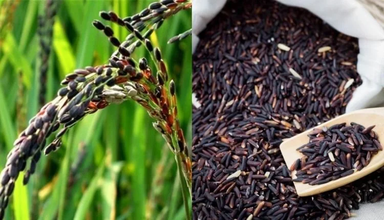 Cultivate 'super food' black rice to earn more from paddy crop