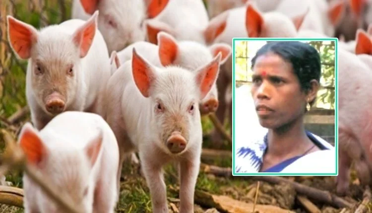 Know how pig farming changed the livelihood of poor village