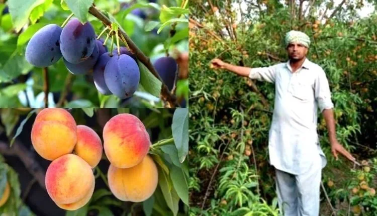 Advantages of advanced techniques in Horticulture