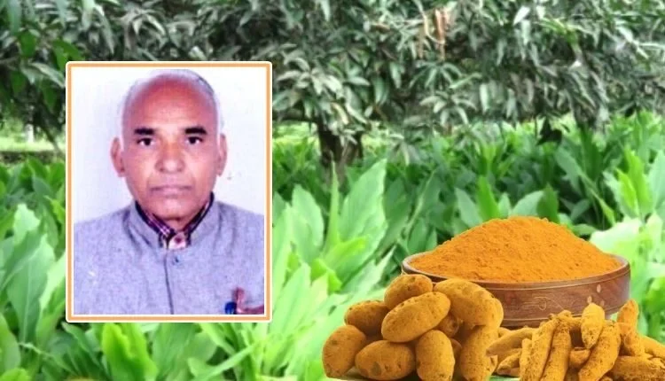 Mango and Mahua orchards grown from turmeric cultivation