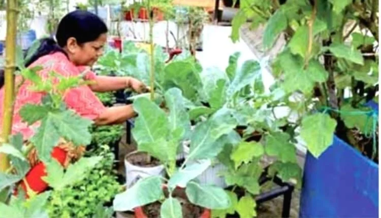 She is growing vegetables in kitchen garden made from waste