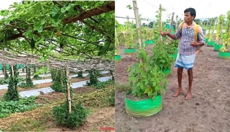 Adopt Multilayer Farming technique to shine on